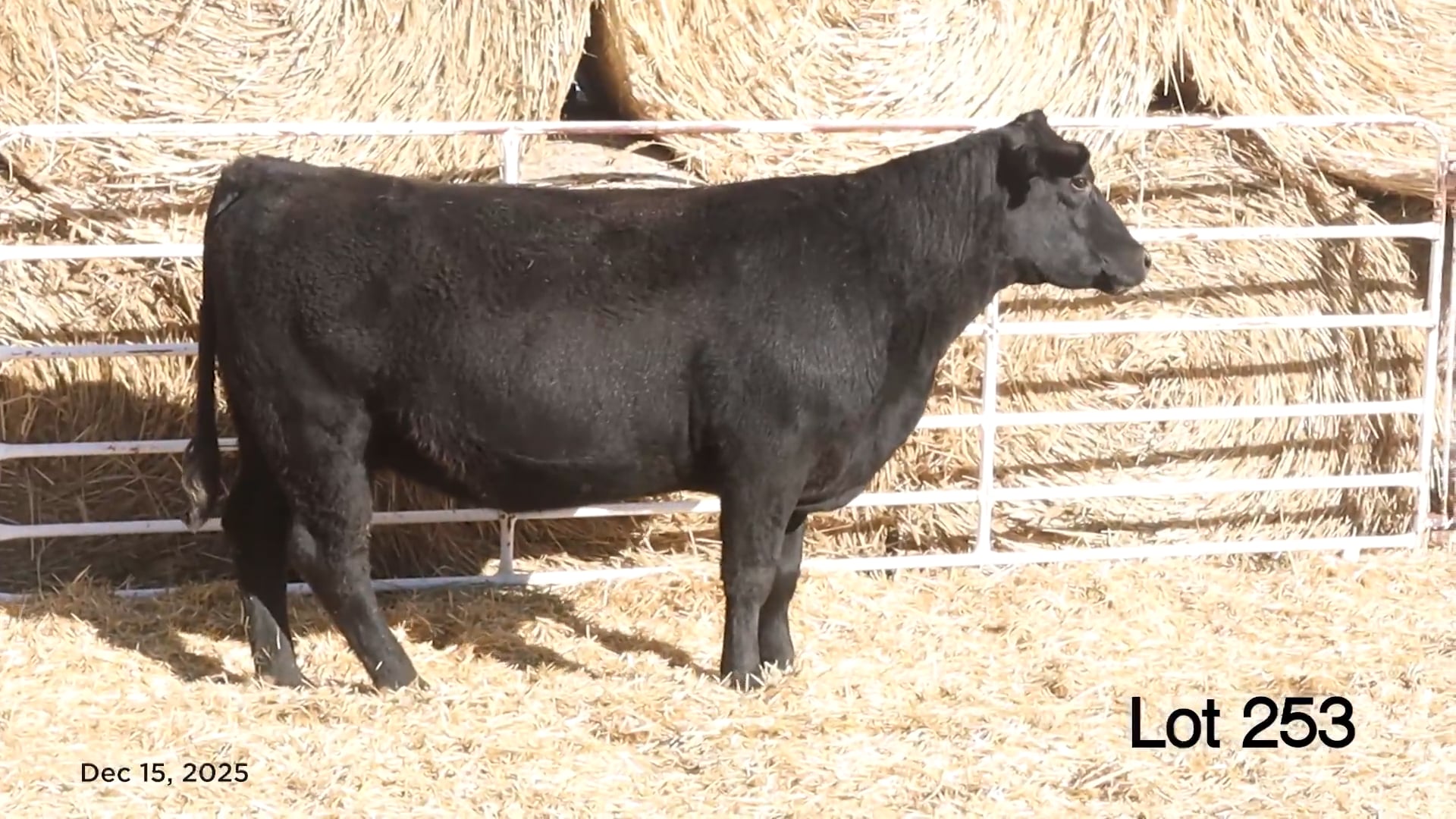 Lot 253 MA Polly 273