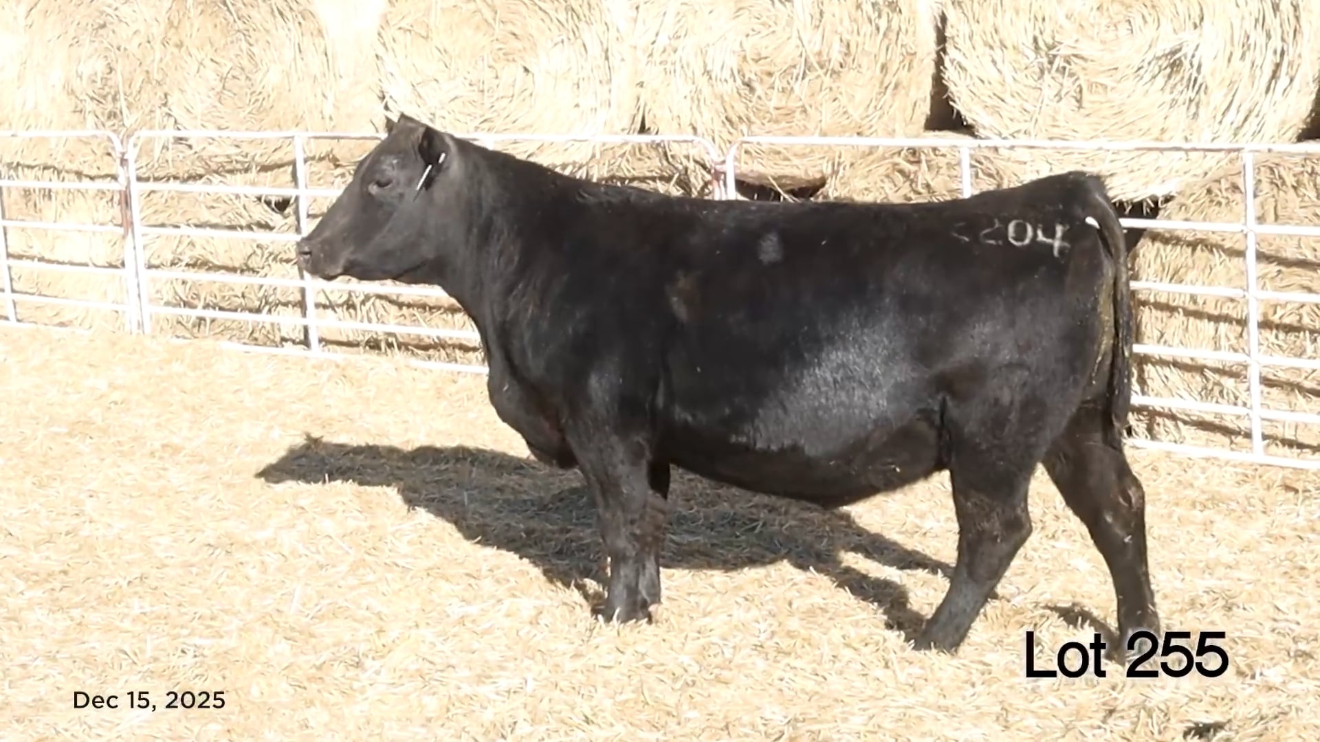 Lot 255 MA Envita 2204