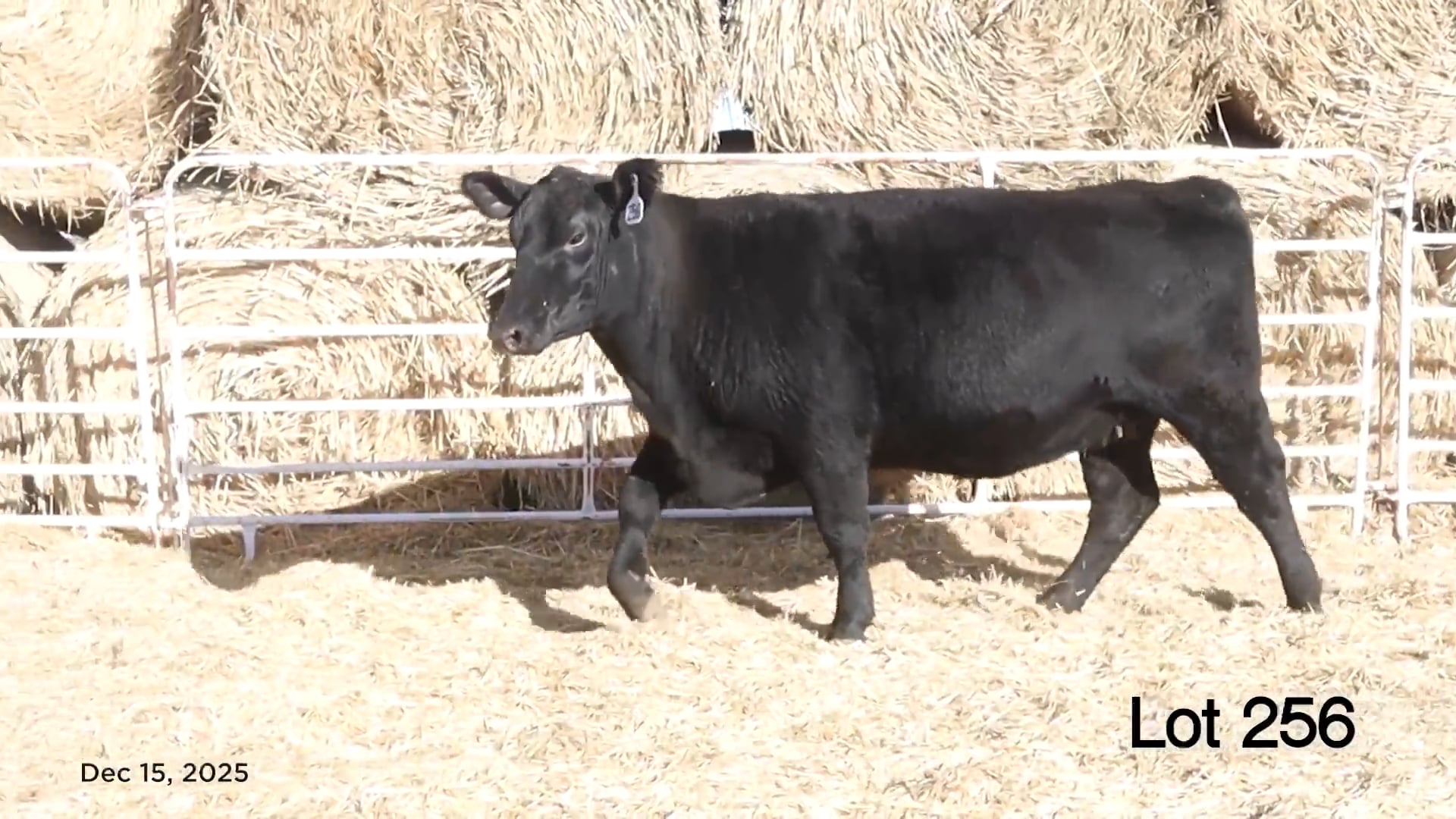 Lot 256 MA Blackcap May 2721