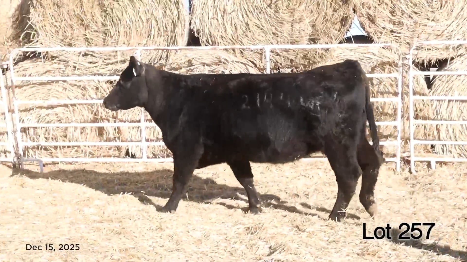 Lot 257 Weber Ruths Rona 2144