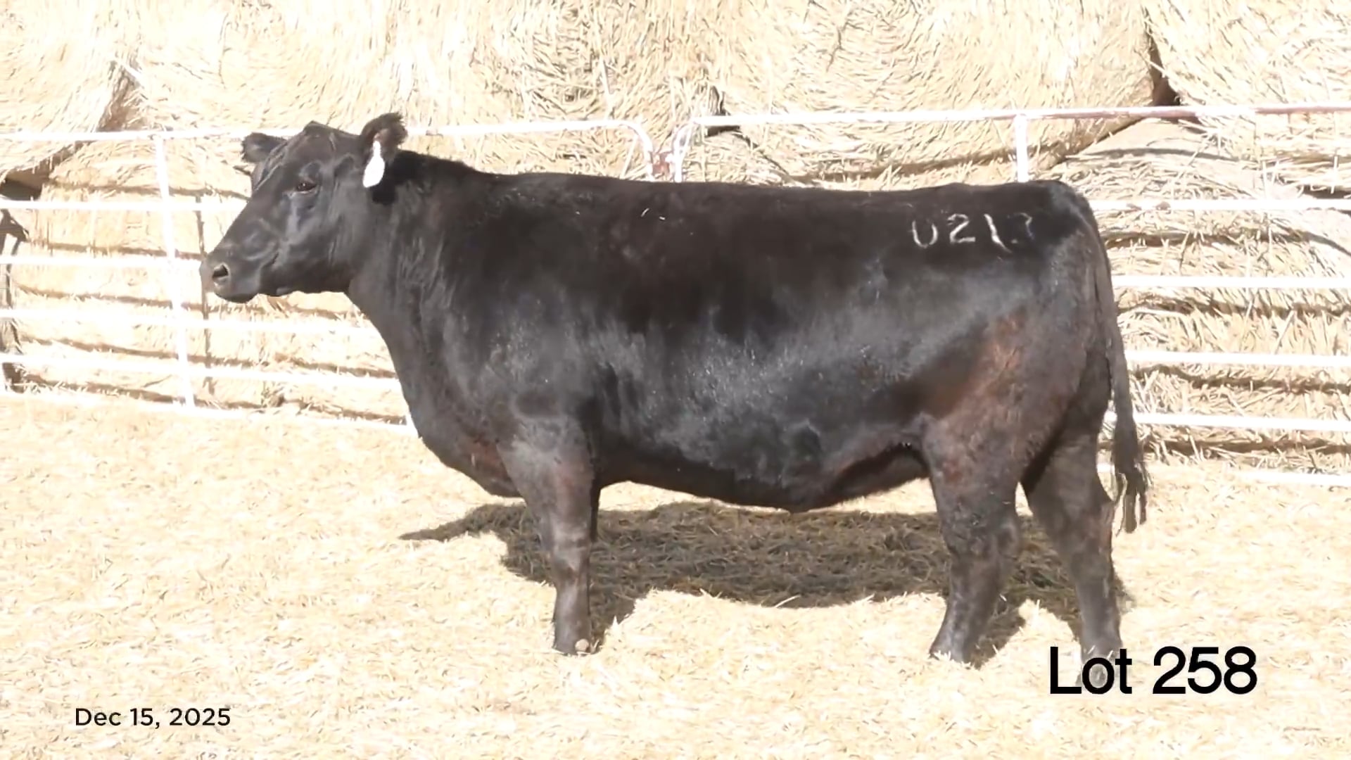 Lot 258 MA Rita 0213