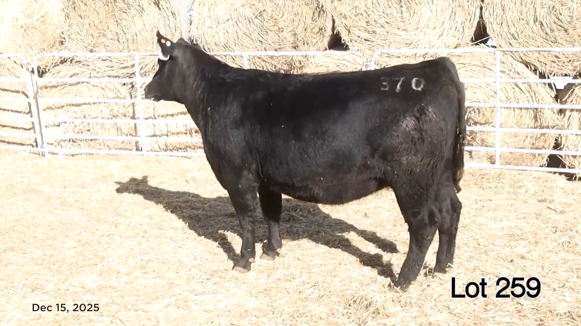 Lot 259 MA Madame Pride 370