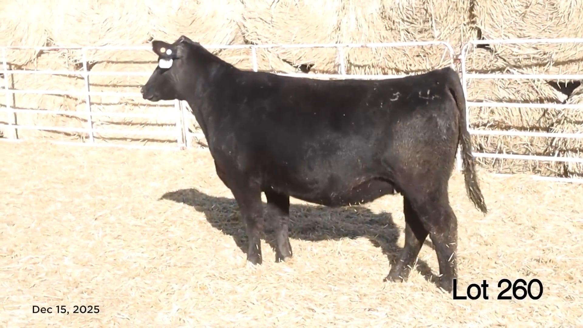 Lot 260 MA Beauty 374