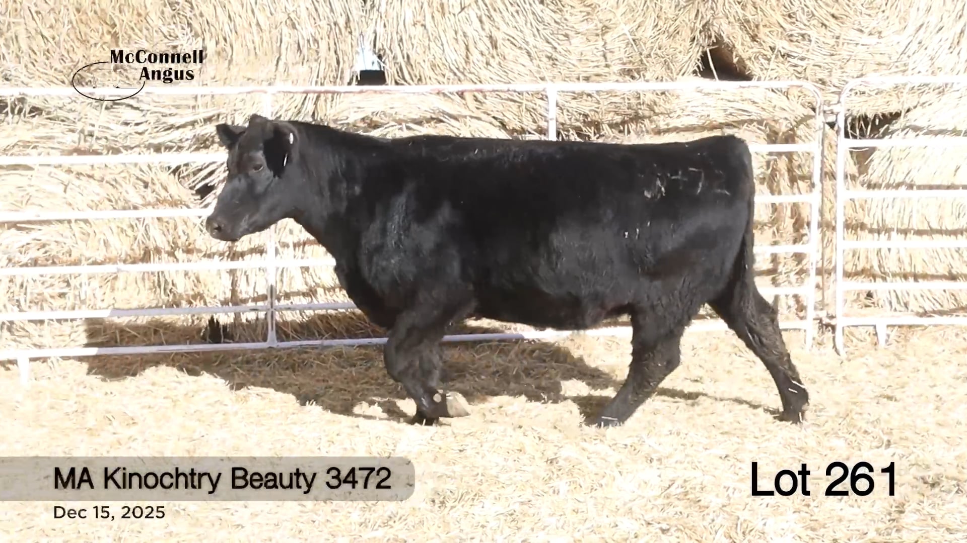 Lot 261 MA Kinochtry Beauty 3472