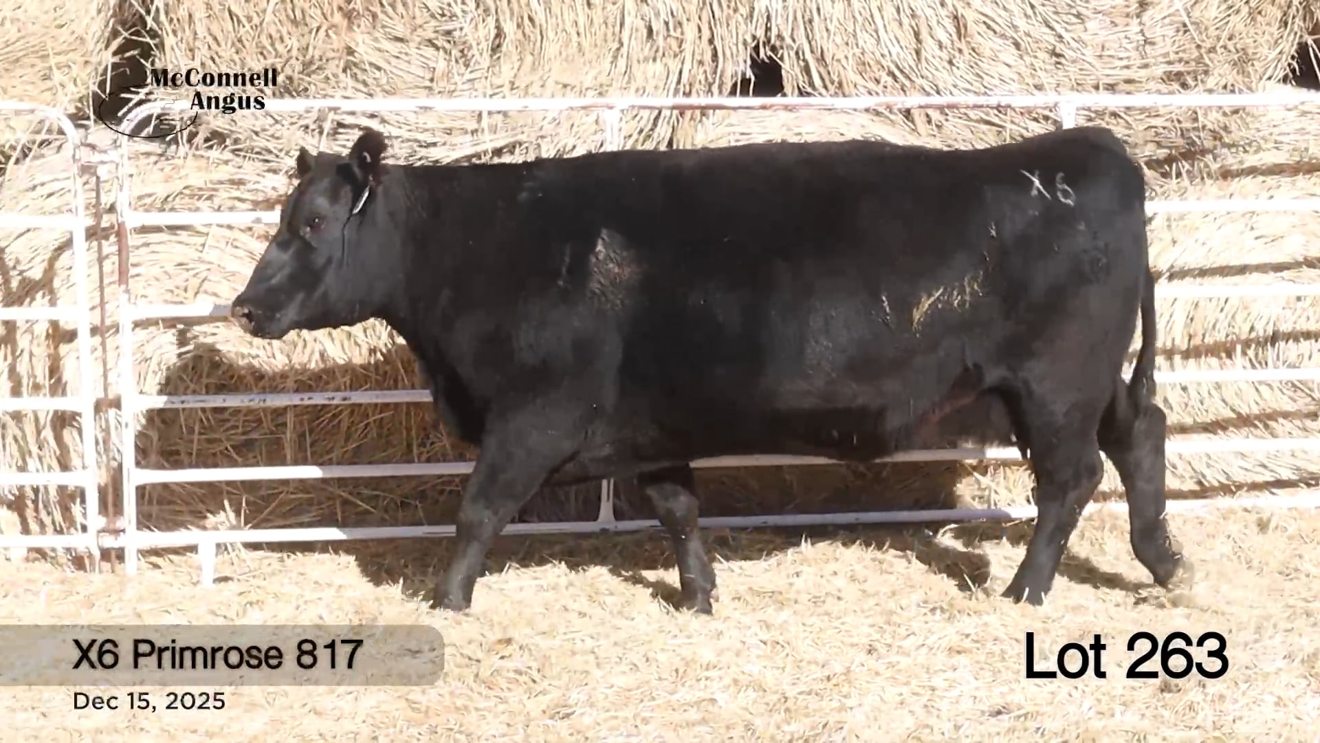Lot 263 X6 Primrose 817