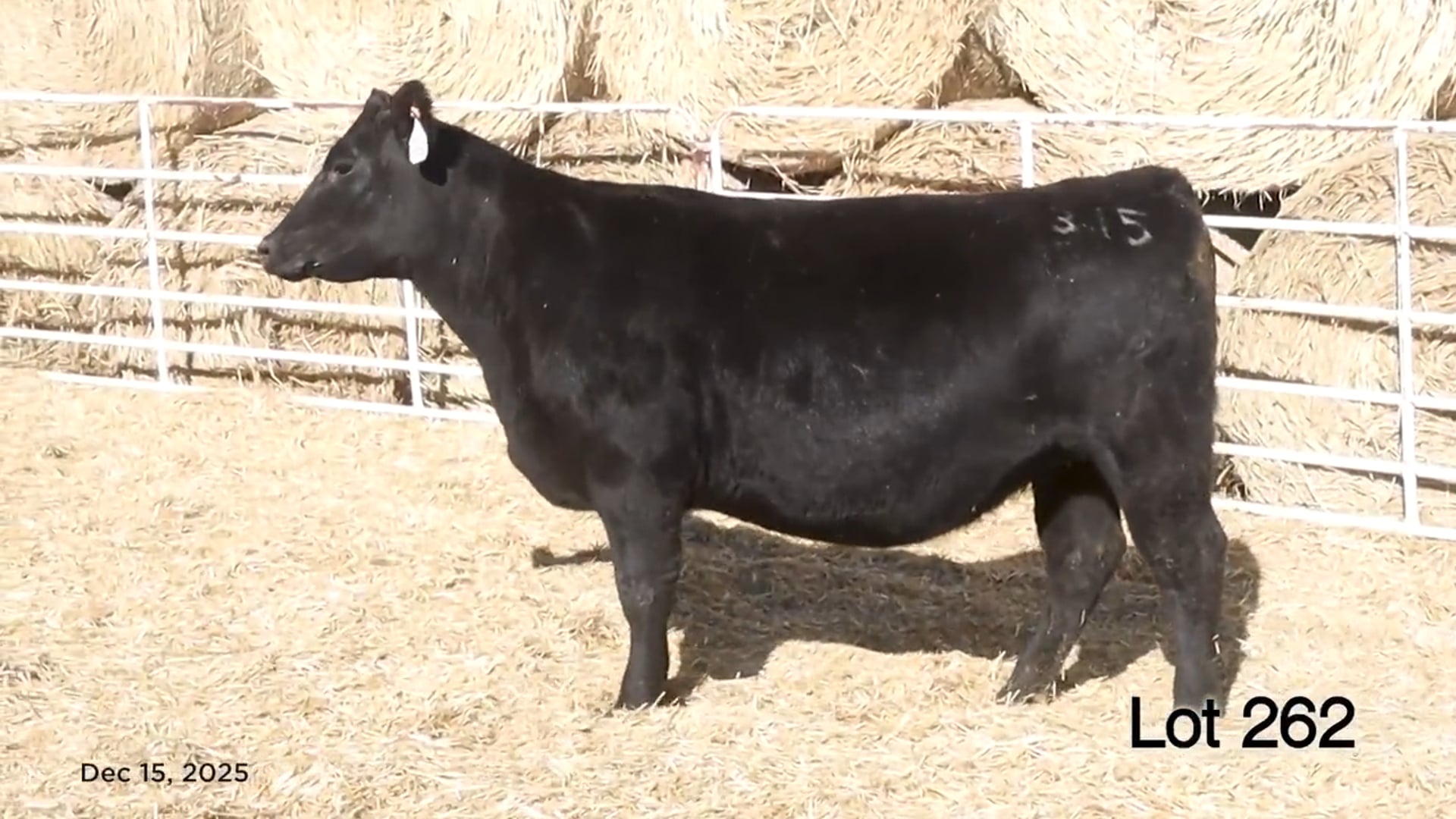 Lot 262 MA Lovemere 315