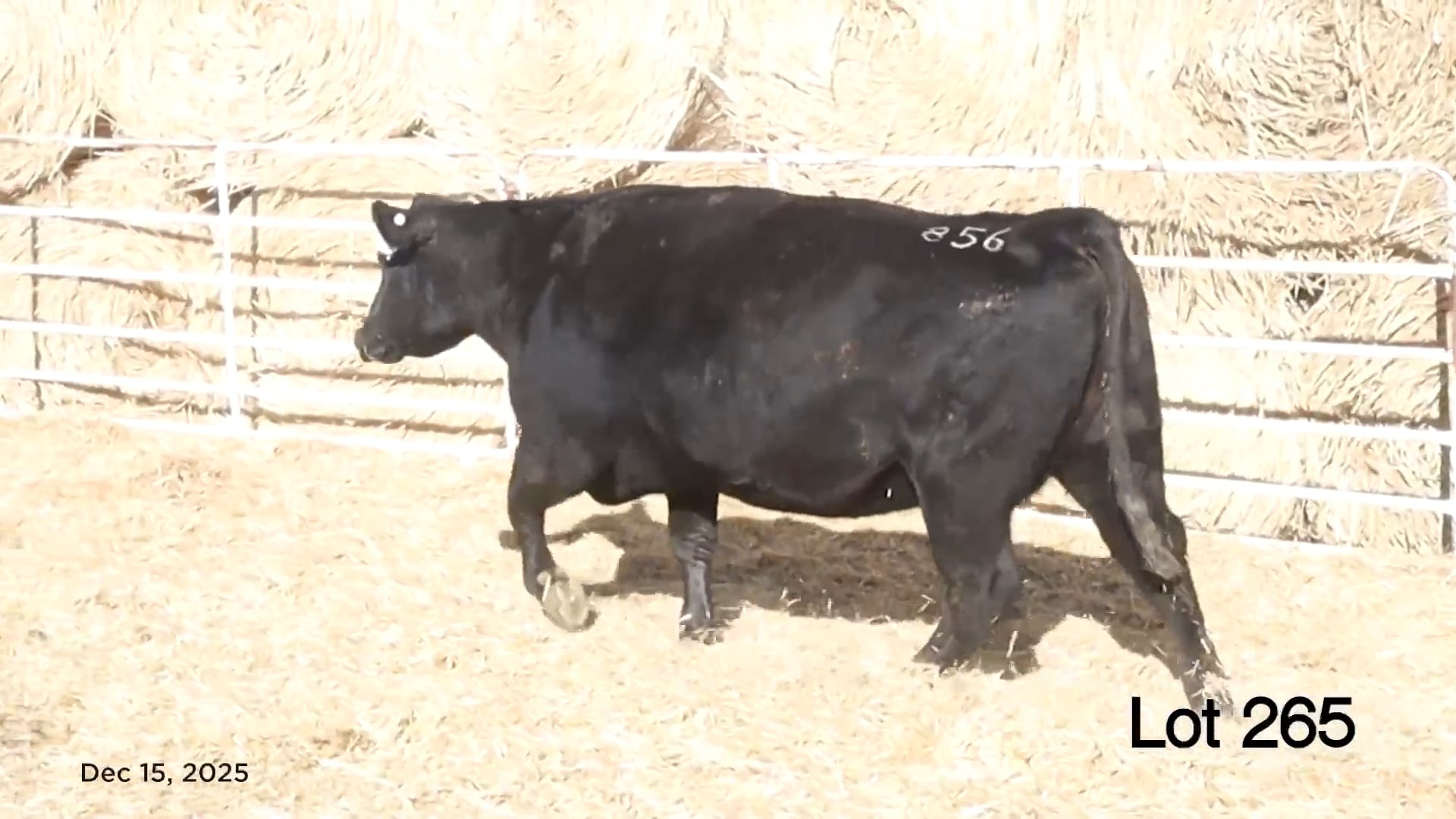 Lot 265 MA Pridella 856