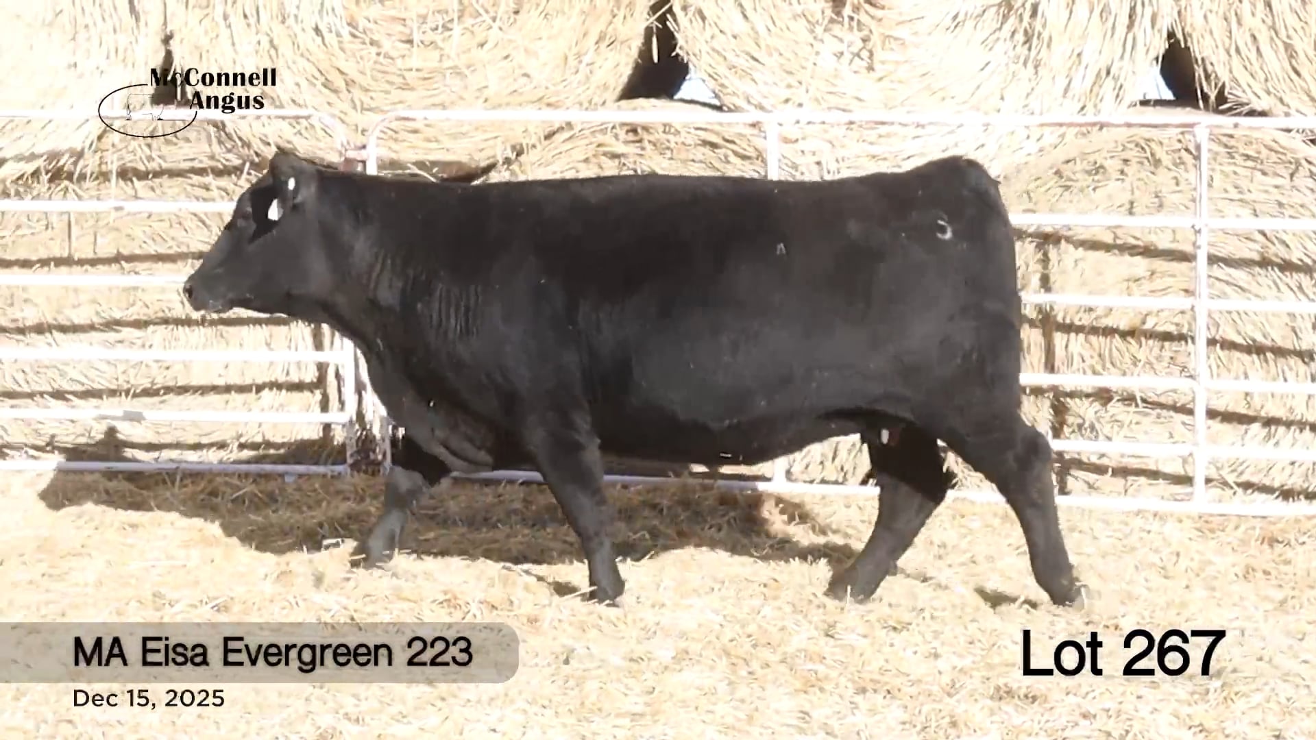 Lot 267 MA Eisa Evergreen 223