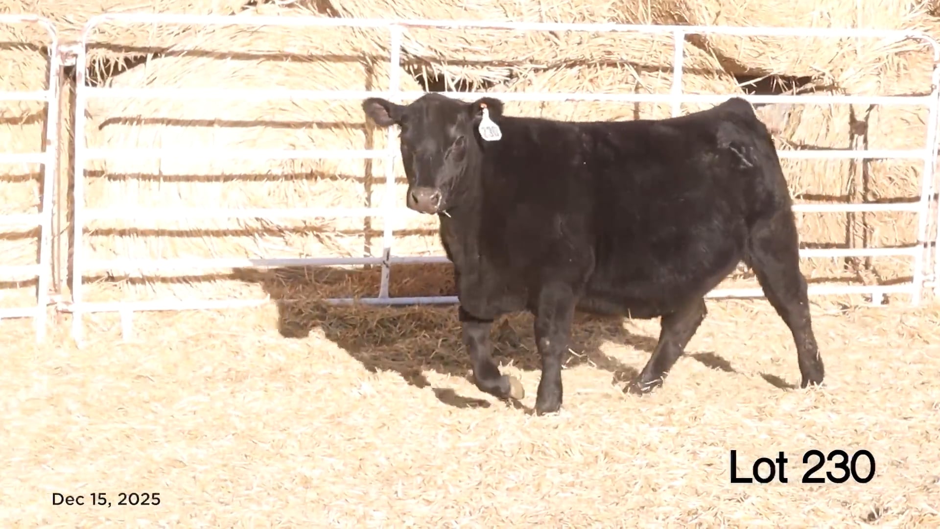 Lot 230 MA Blackbird 5546