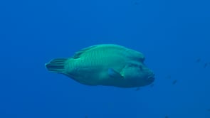 2598_Napoleon Wrasse swimming along coral reef