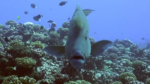 2563_Napoleon Wrasse super close up front view