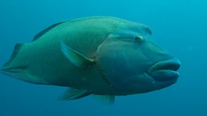 0515_Napoleon wrasse swimming by super close up on coral reef