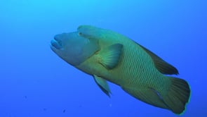 2190_Napoleon wrasse close up swimming over coral reef