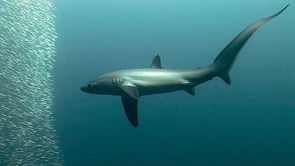 0005_Thresher Shark hunting sardines with overhead tail slap