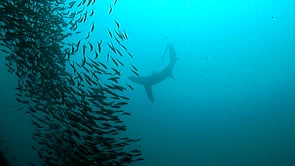 0009_Thresher shark hunting sardines with tail slap
