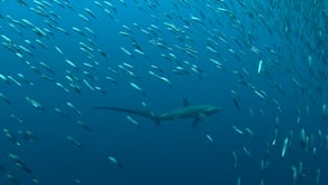 0006_Thresher shark hunting sardines with fast overhead tail slap