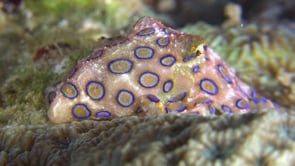 0508_Blue-ringed octopus hiding