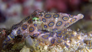 0509_Blue-ringed octopus close up