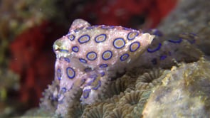 0507_Blue-ringed octopus close up crawling over coral reef