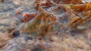 0075_Blue- ringed octopus emerging above the water surface
