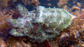 0052_Blue-ringed octopus sitting sitting below ocean surface