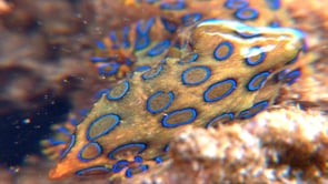 0033_blue-ringed octopus super close up