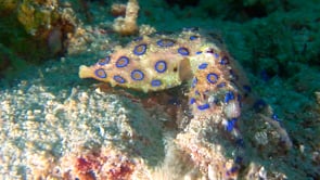 0047_Blue-ringed octopus digging in sand
