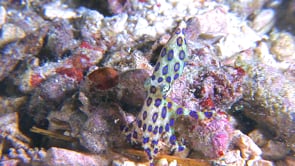 0045_Blue-ringed octopus flashing blue color rings