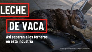 LECHE DE VACA: así separan a los terneros en esta industria