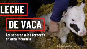 Leche de vaca: MALTRATO a terneros RECIÉN NACIDOS