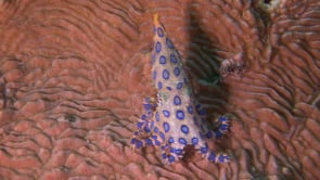 0051_Blue-ringed octopus walking over corals