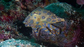 0050_Blue-ringed octopus swimming over coral reef