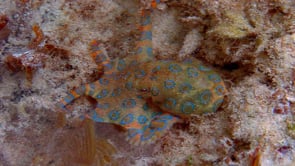 0049_Blue-ringed octopus on coral reef in shallow water