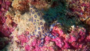 0048_Blue-ringed octopus searching for food