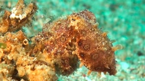 0884_blue-ringed octopus camouflage on coral reef