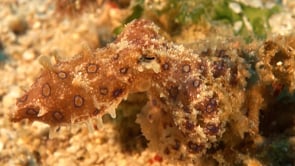 0883_blue-ringed octopus close up on coral reef