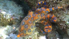 0556_Blue ring octopus crawling in shallow tide pool