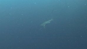 0010_Thresher Shark feeding on sardine