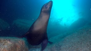2250_sea lion blowing air bubbles inside underwater cave