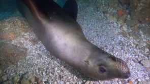 2251_sea lion gliding over rocks underwater