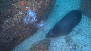 2253_Sea lion blowing air bubbles close up