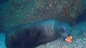 2254_Sea lion close up with orange sponge