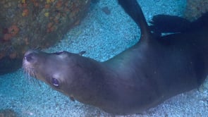 2255_Sea lion close up facing camera