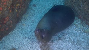 2256_Sea lion on sandy ocean floor