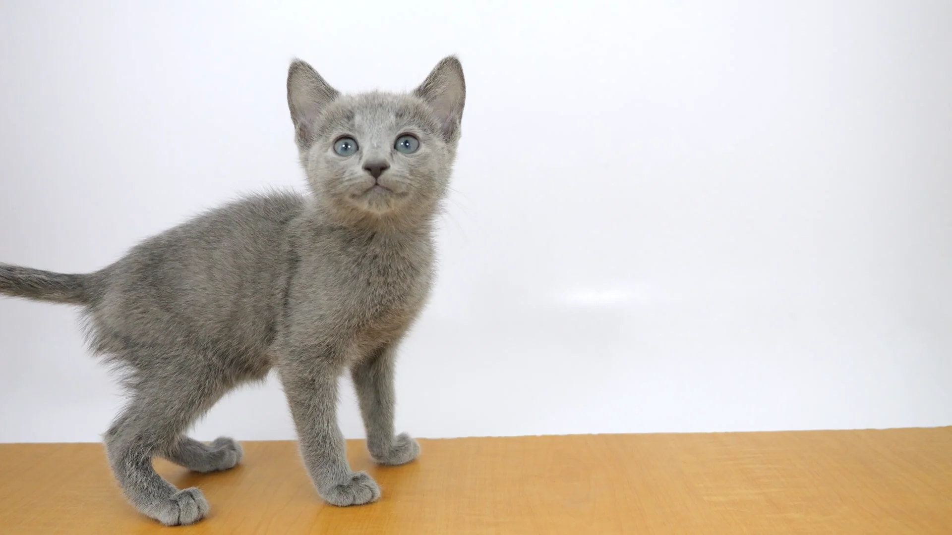 ロシアン・ブルー ブルー 女の子 ウエルケアセンター 2025122907905