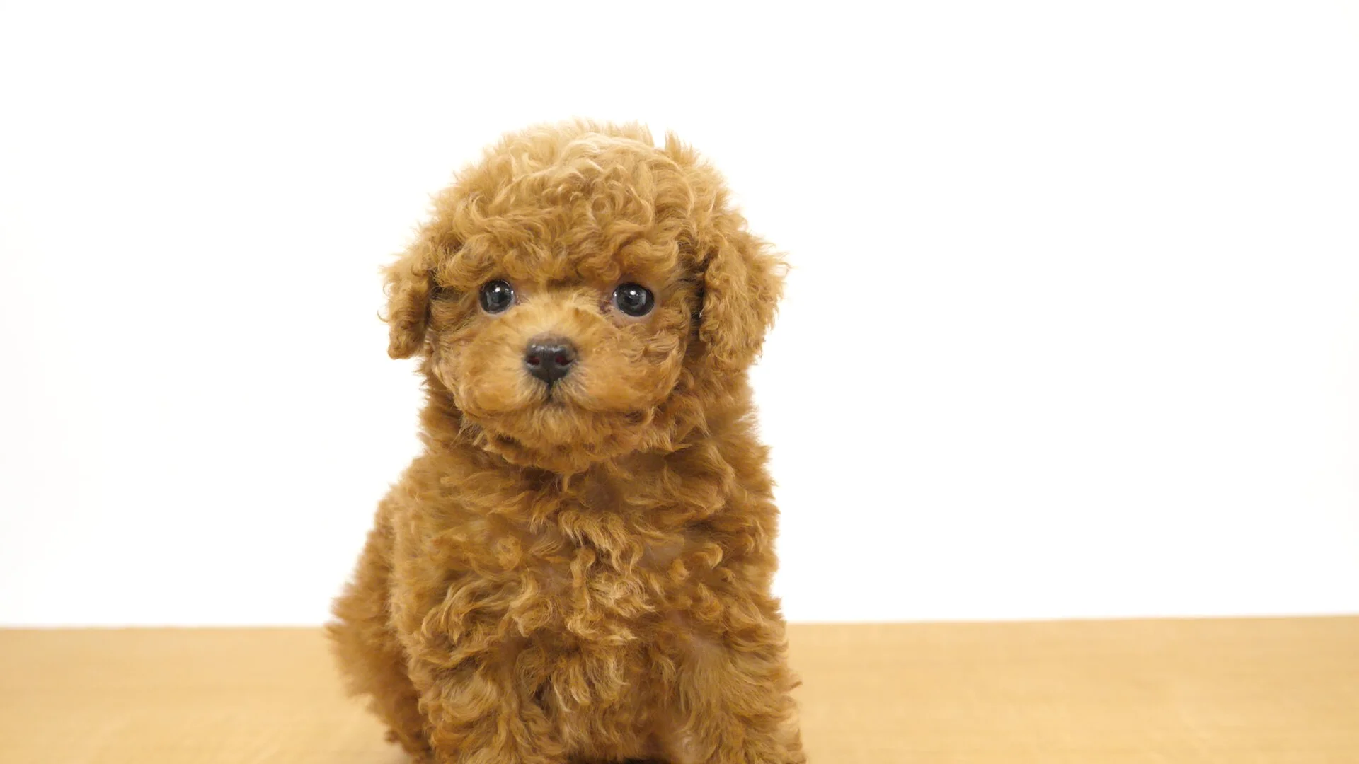 アプリコット　トイプードル トイプードルの子犬販売情報 アプリコット | プードルライフ