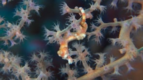 1985_Pygmy seahorse Denise swimming inside purple sea fan