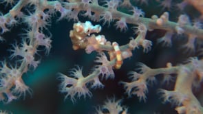 1984_Seahorse Denise opening mouth