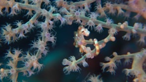 1983_pygmy seahorse Denise clinging to purple sea fan