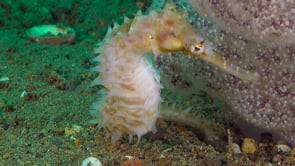 1083_White thorny seahorse feeding
